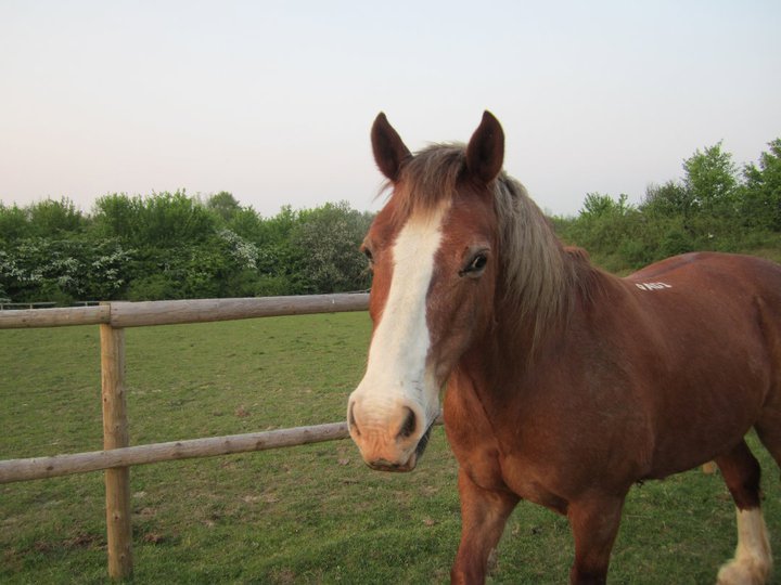 Catherine Phillips' album, Horses