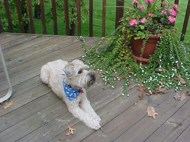 Sandra Dickerson's album, Murphy