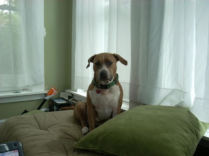 Jason Bauer's album, Holly puppy