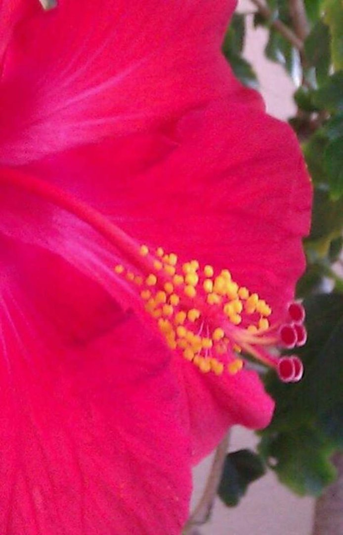 Lisa Bailey's album, Mobile Uploads
