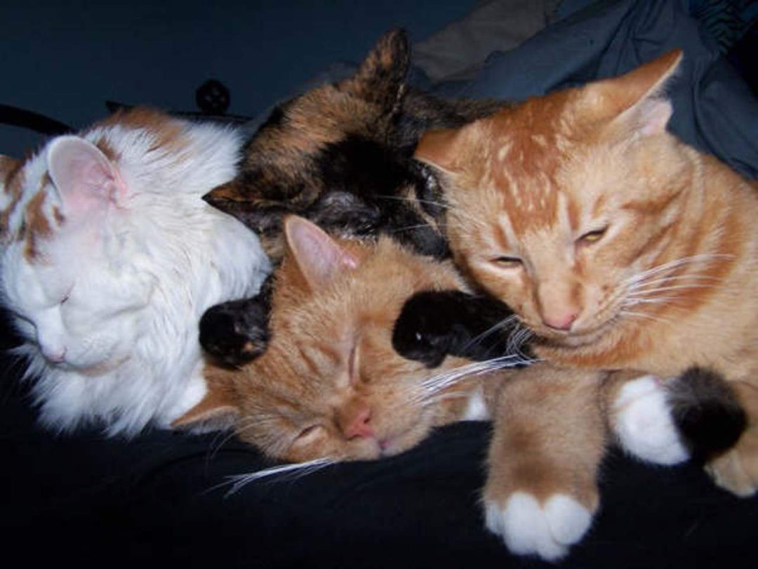 John Mitchell's album, cats