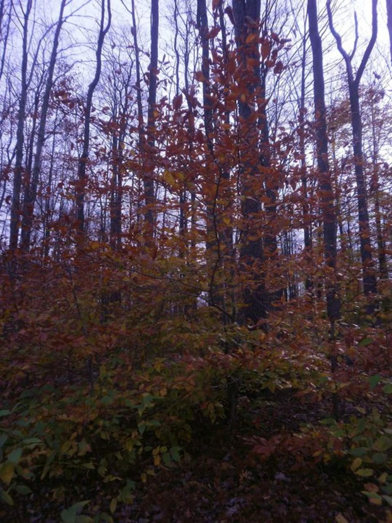 Laura Vickers' album, Potter Fall 2010