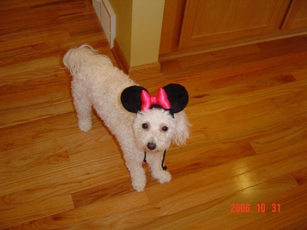 Connie Hoffmann's album, Cover Photos