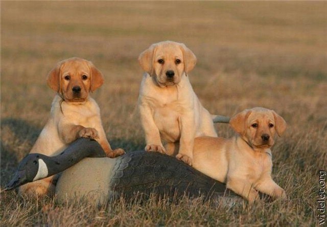 Michael Clarke's album, cutest puppies ever