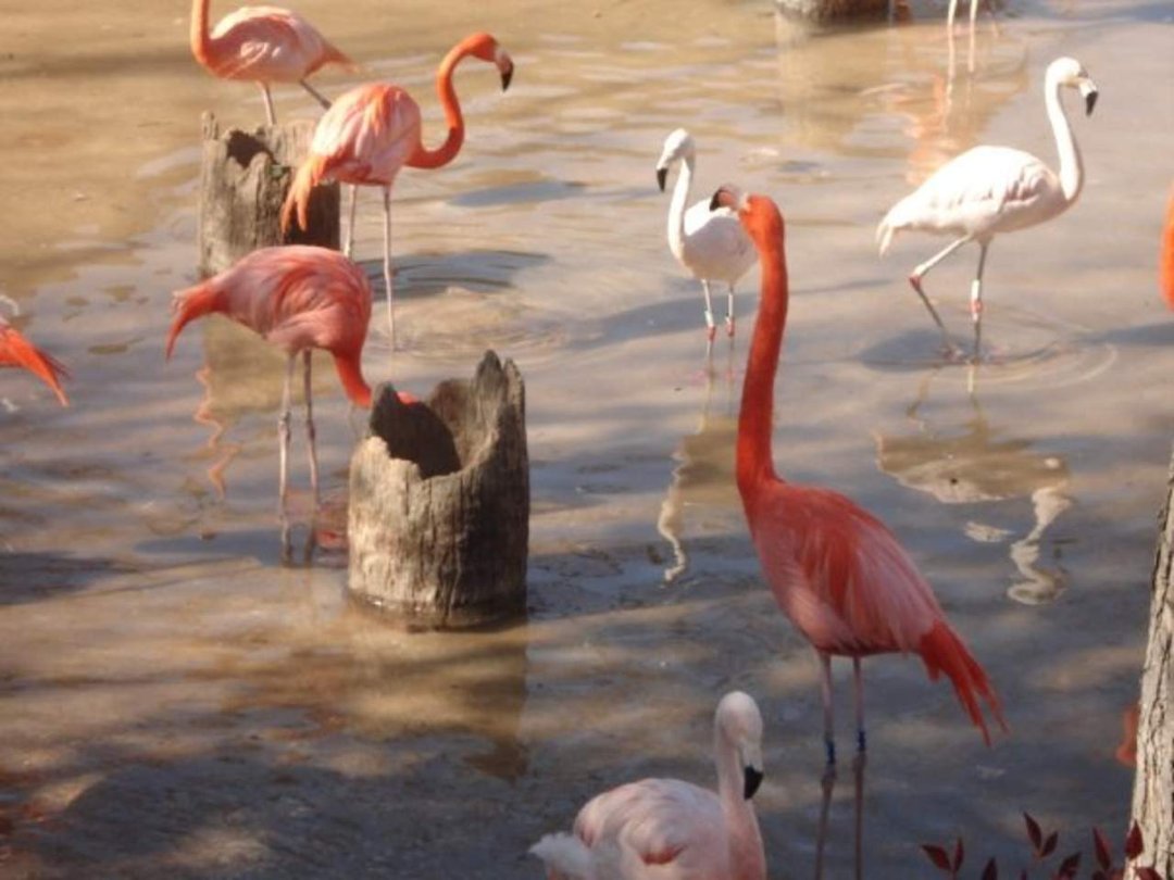 Tony Irizarry's album, Dalllas Zoo