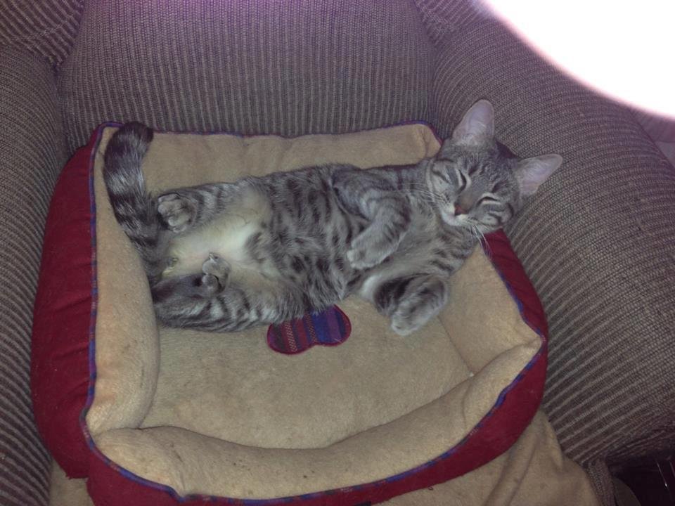 Marilyn Walker's album, My Pets