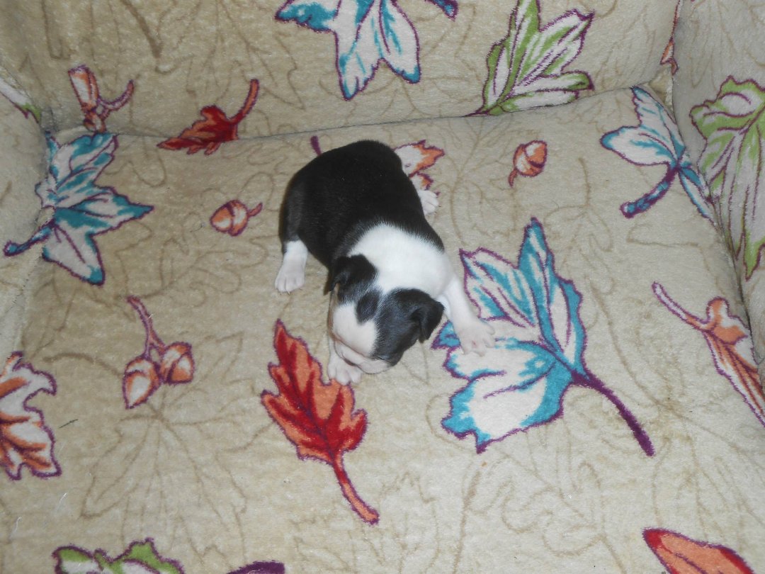 Denise Clark's album, New Babies