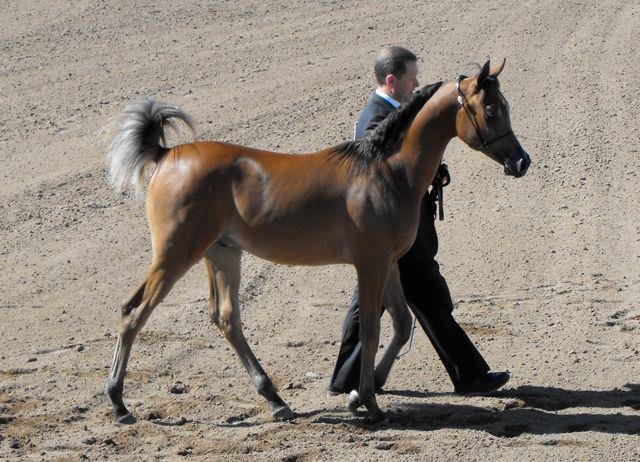Janice Andersen's album, Arabian Horse Show 2013