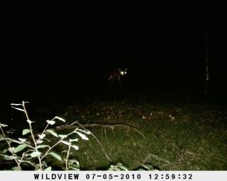 Timothy Lorey's album, Deer Cam