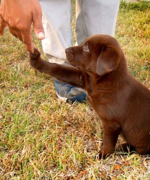 Michael Clarke's album, cutest puppies ever
