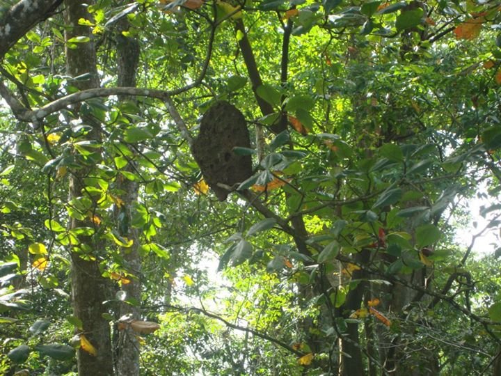 Roy Applegate's album, Pics of Costa Rica
