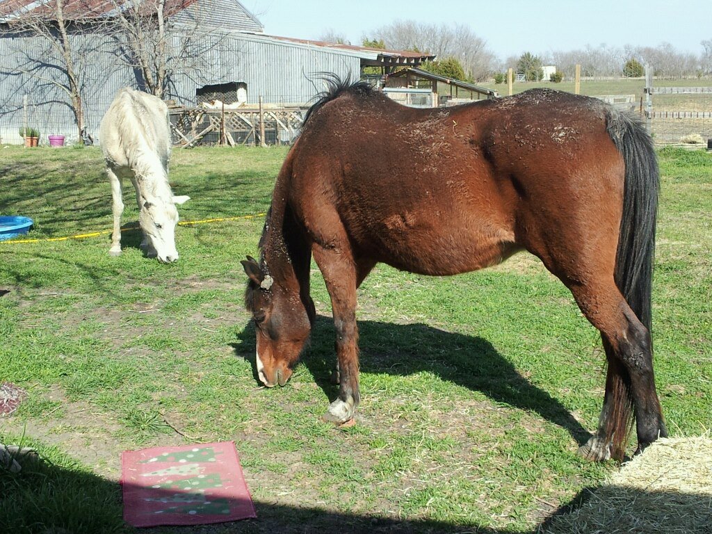 Deb Stover's album, Mobile Uploads