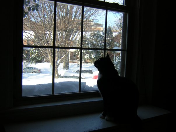 Michael Segle's album, Blizzard Cats