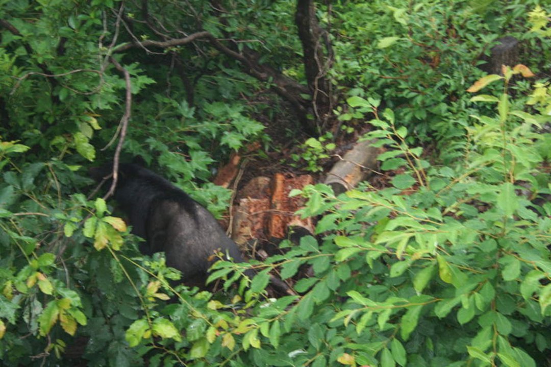 Sherri Filipiak's album, Tennessee 2009