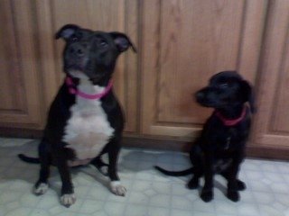 Debbie Muhlestein's album, Pets at our house!