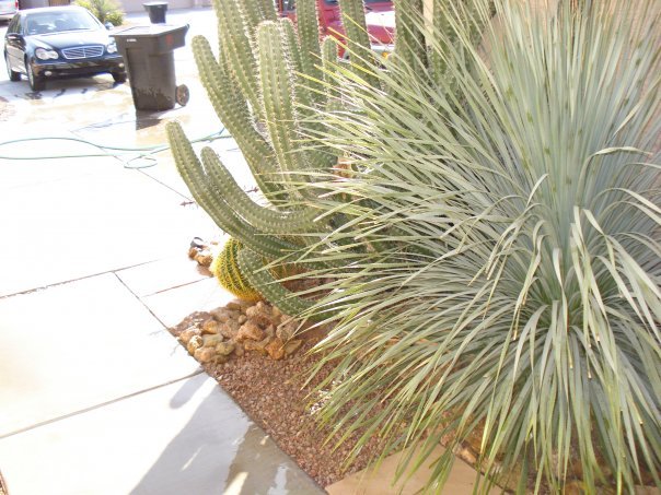 Greg Morris' album, Desert Fauna