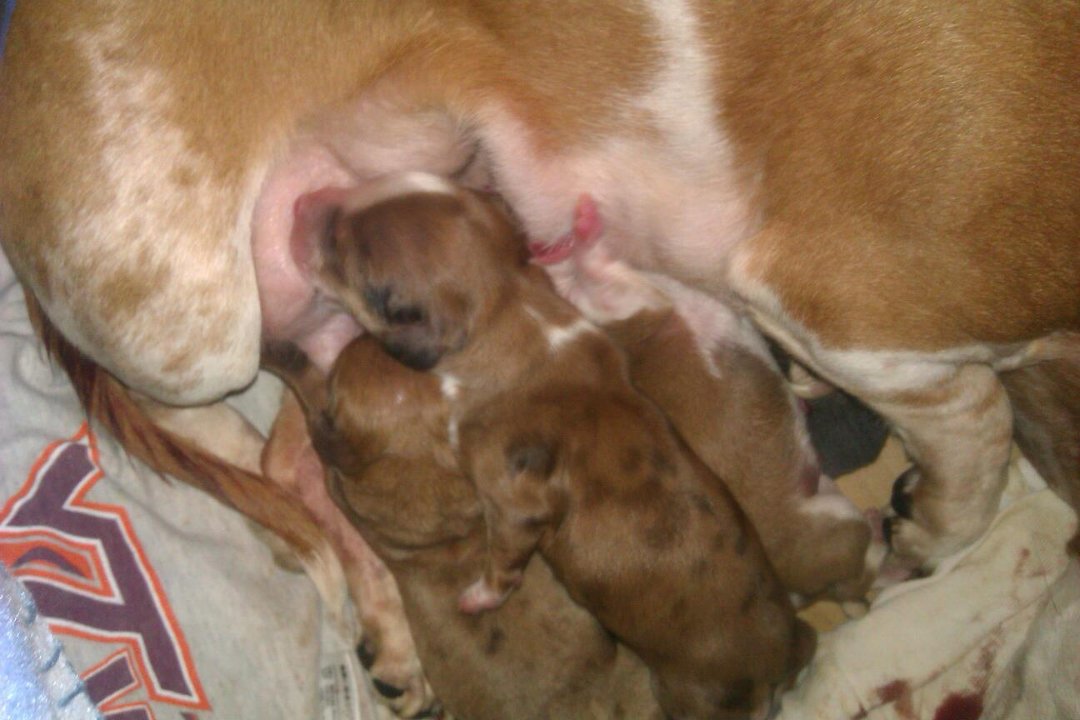 Trisha Self's album, Mini Dachshund puppies