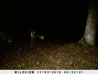 Timothy Lorey's album, Deer Cam