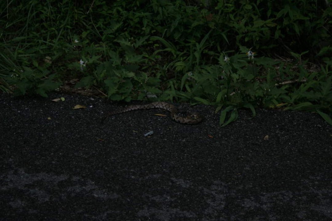 Sherri Filipiak's album, Tennessee 2009