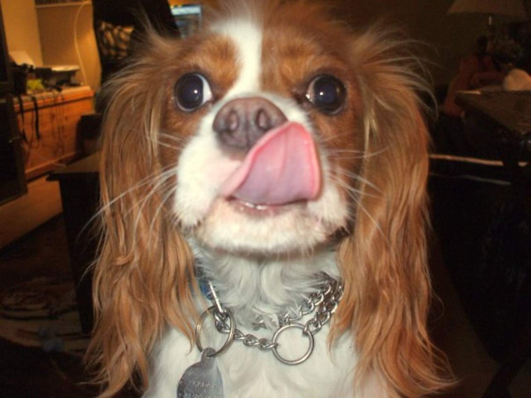 John Tongue's album, Cover Photos