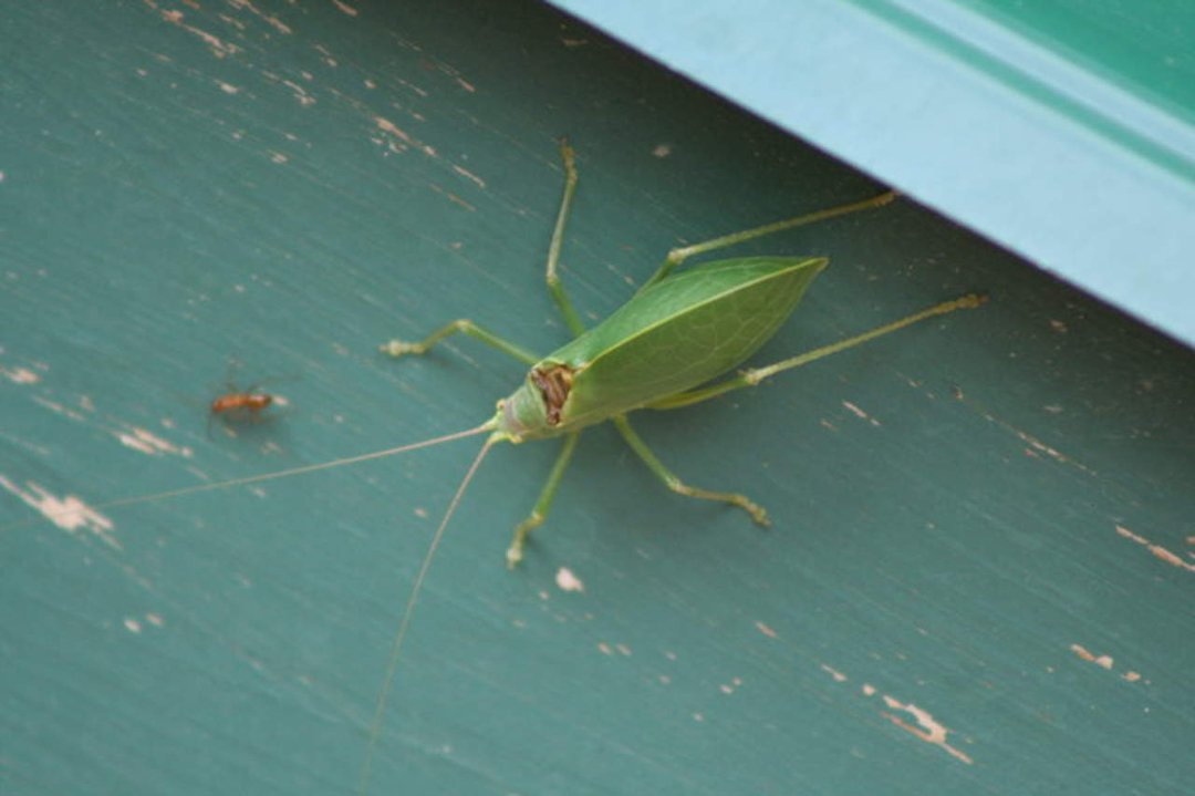 Sherri Filipiak's album, Tennessee 2009