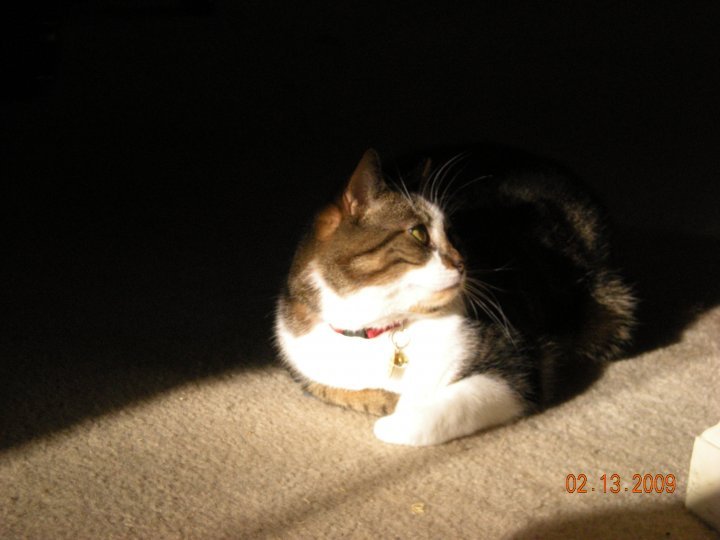 Kristy Schumacher's album, my furry friends