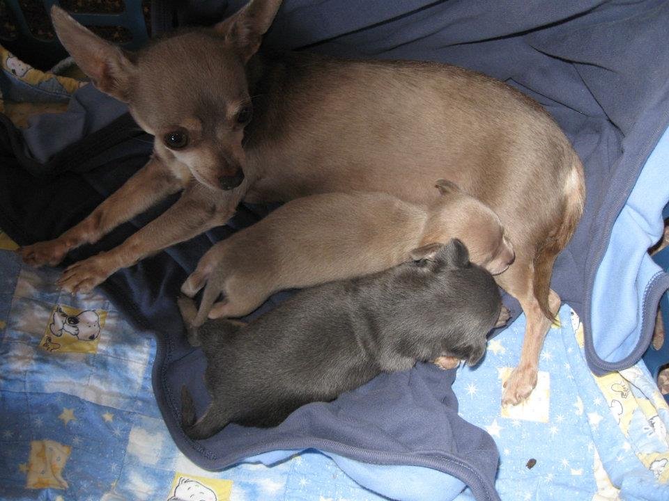John Lint's album, PUP'S