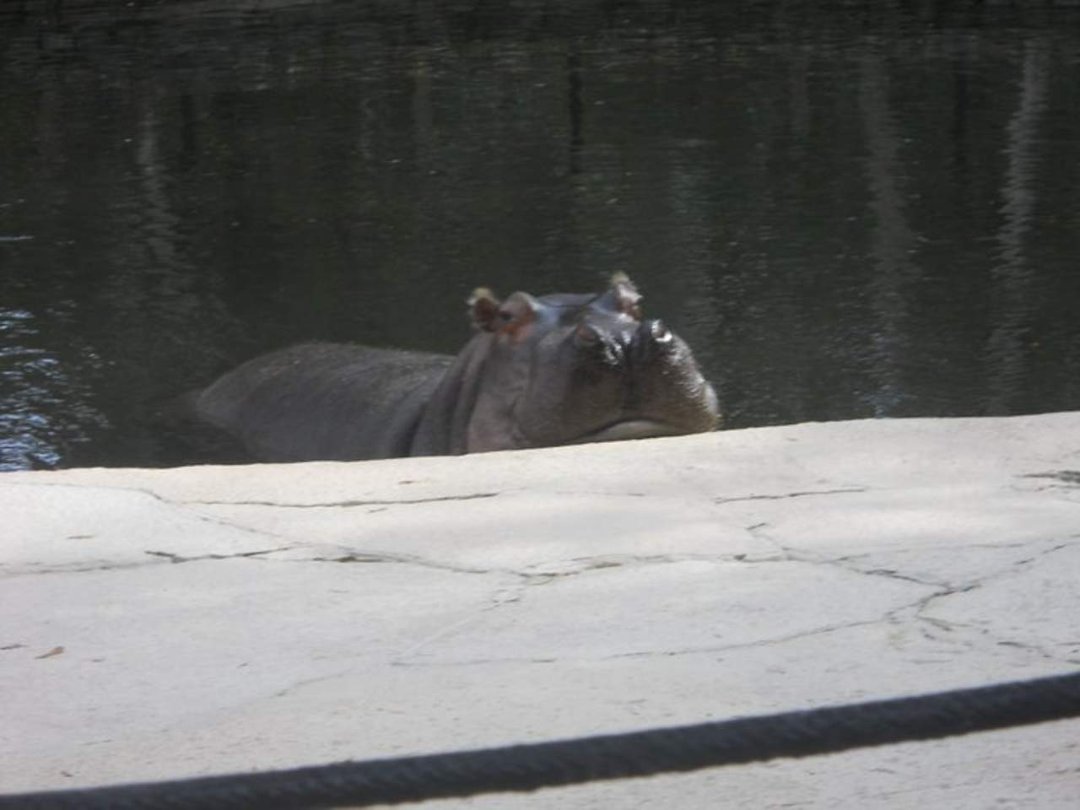jerri burdo's album, visiting the manatees