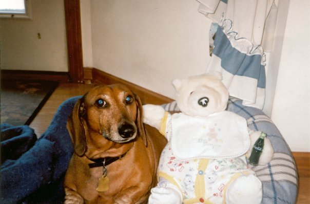 Jim Holmes' album, My Dogs