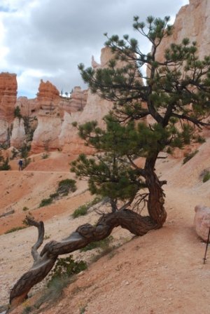 Michael Fingerle's album, West Trip 2010