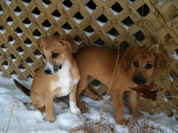 Debbie Atkinson's album, Puppies-Pebbles and Bambam