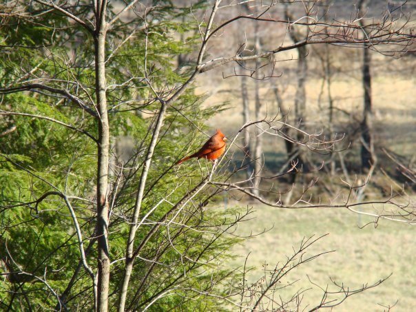Debbie Barrett's album, MyBackYard