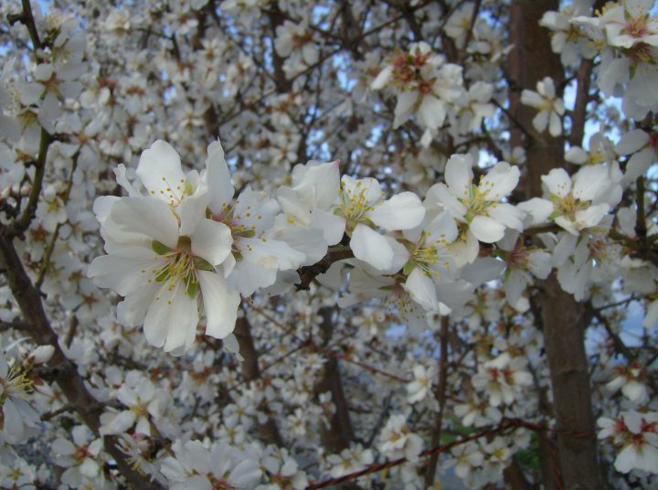 Patrick McGee's album, Blossom Trail