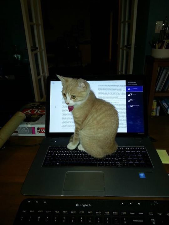 David Hemphill's album, Chloe working on her doctorate