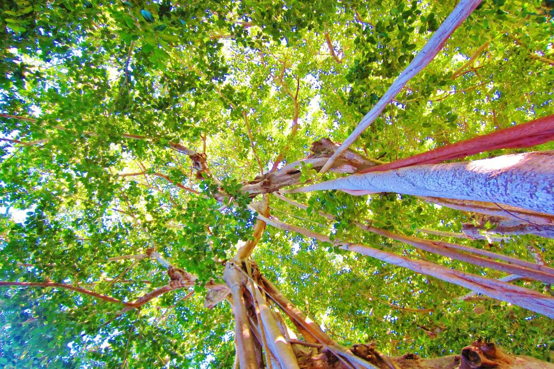 John Mueller's album, Banyon Trees