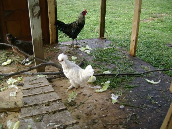 Jeff Varney's album, Chickens 11/2009