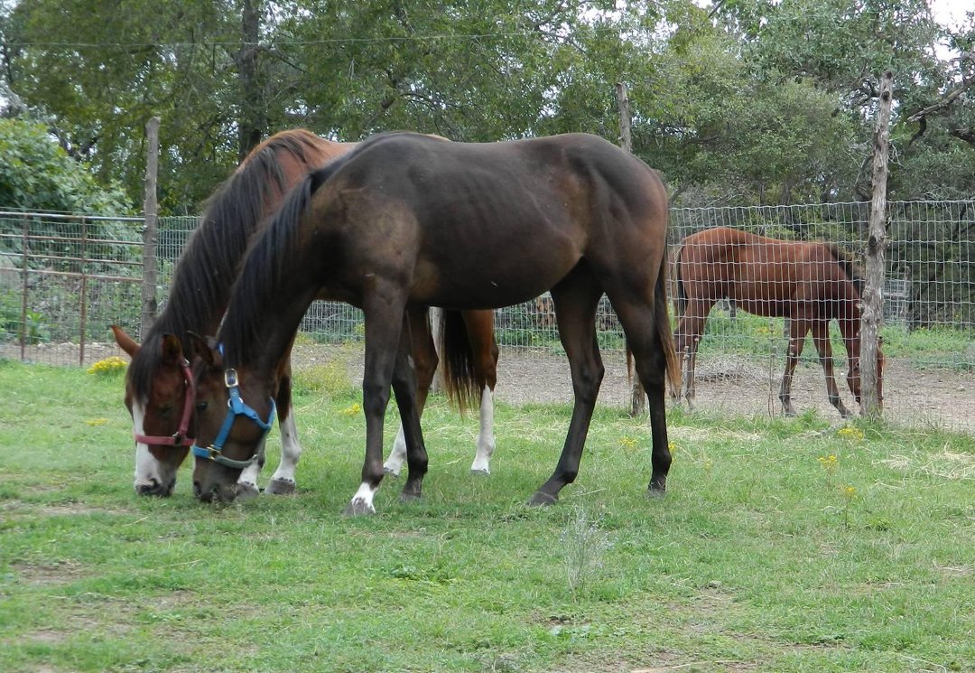 Melissa Voellinger's album, Bucky