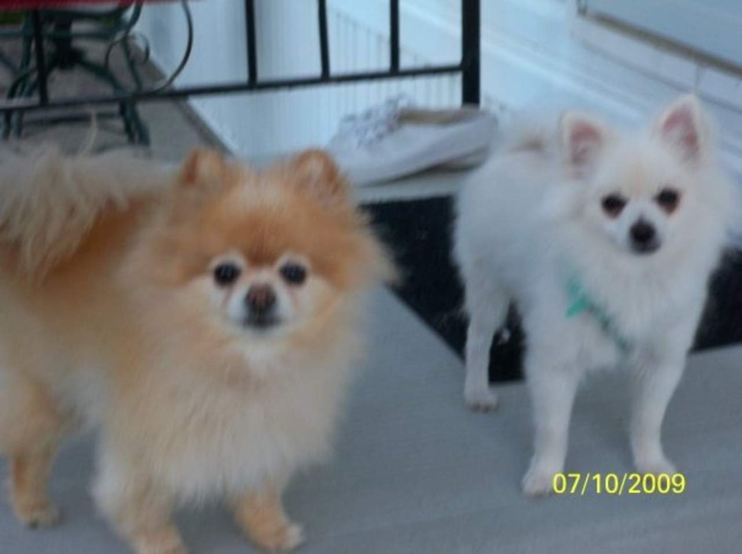 Ruth Masters' album, Pets