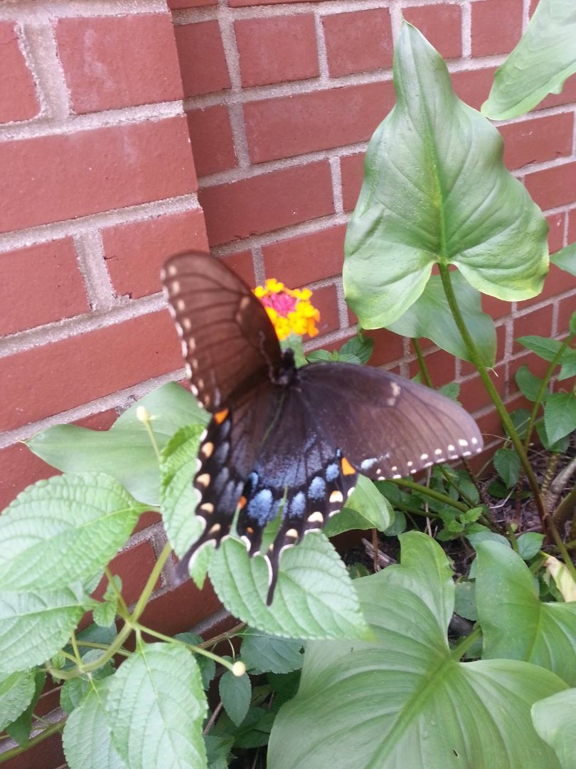 Kathy Duncan's album, Mobile Uploads