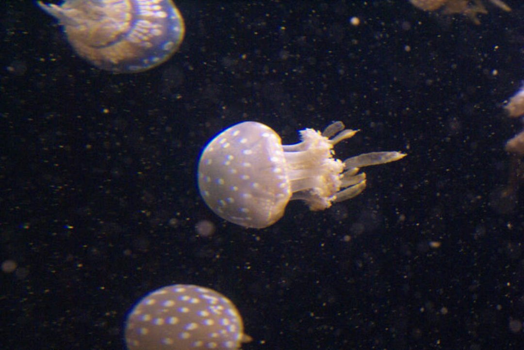 Mike Morris' album, Monterey Bay Aquarium