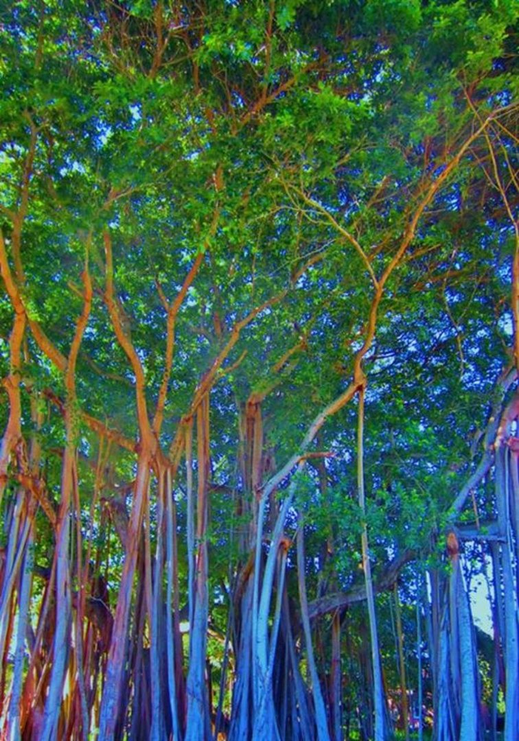 John Mueller's album, Banyon Trees