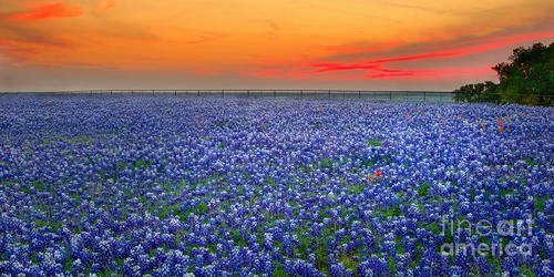 David Alston's album, Cover Photos