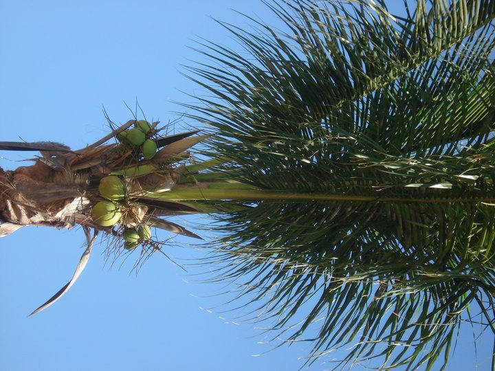 Lee Narwold's album, Turks & Caicos 2010
