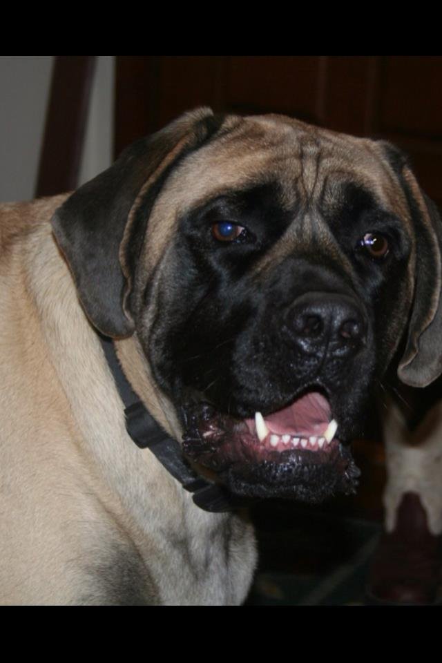 April Stidham's album, Draco-The other part of the family!