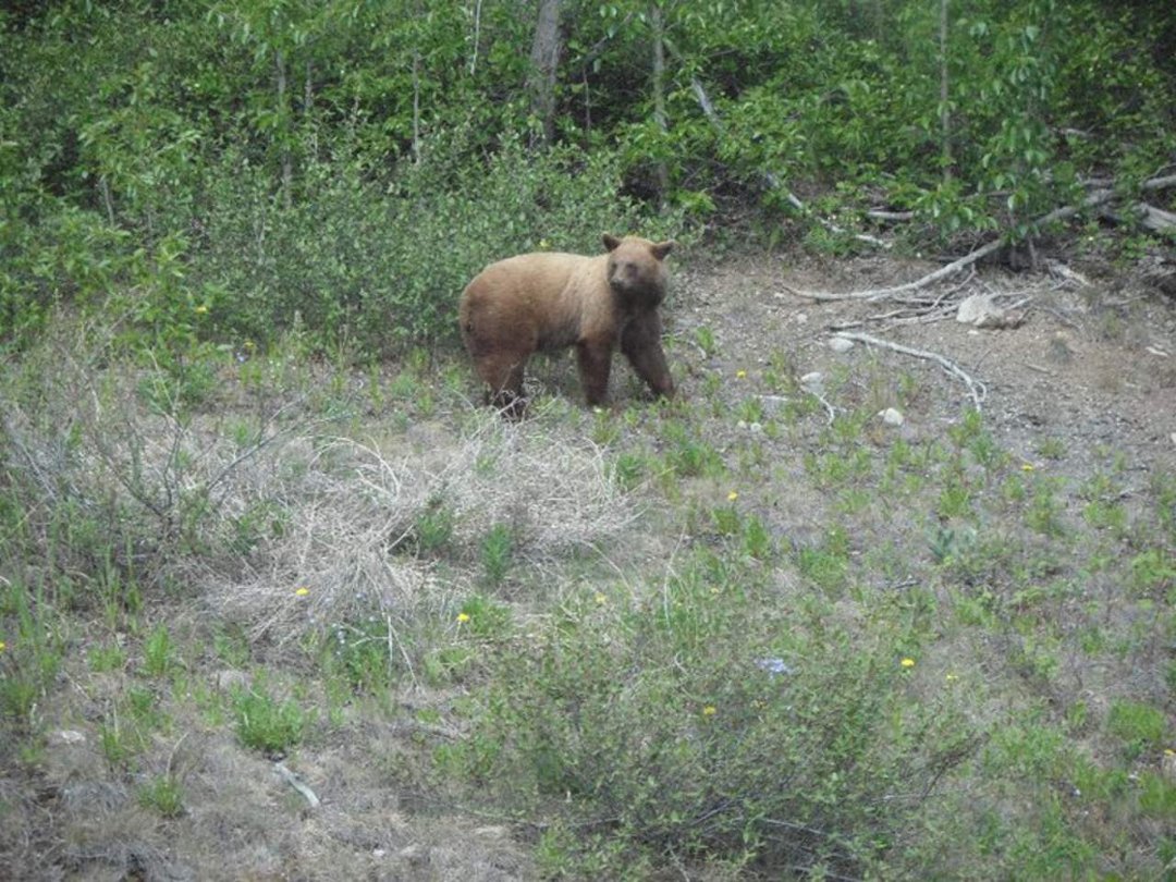 Jane Bedard's album, Alaska