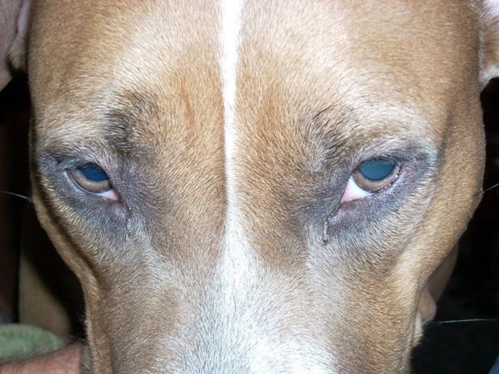 Jason Bauer's album, Holly puppy