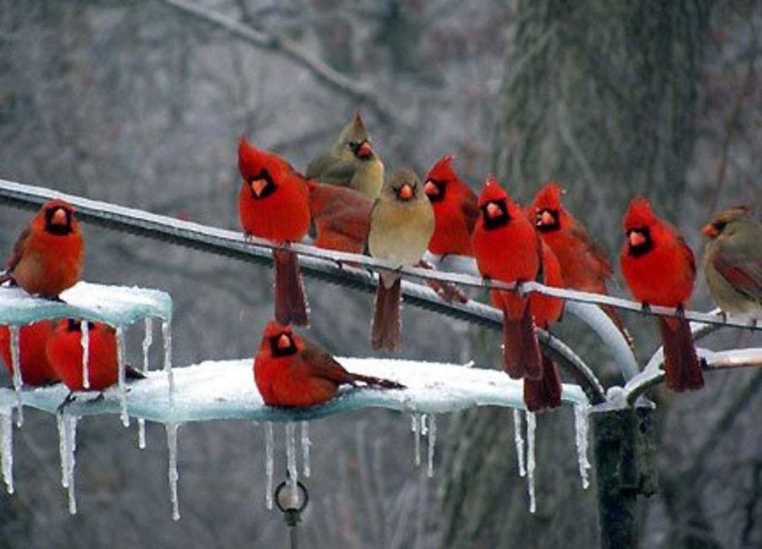 Sharon Roth's album, Cover Photos