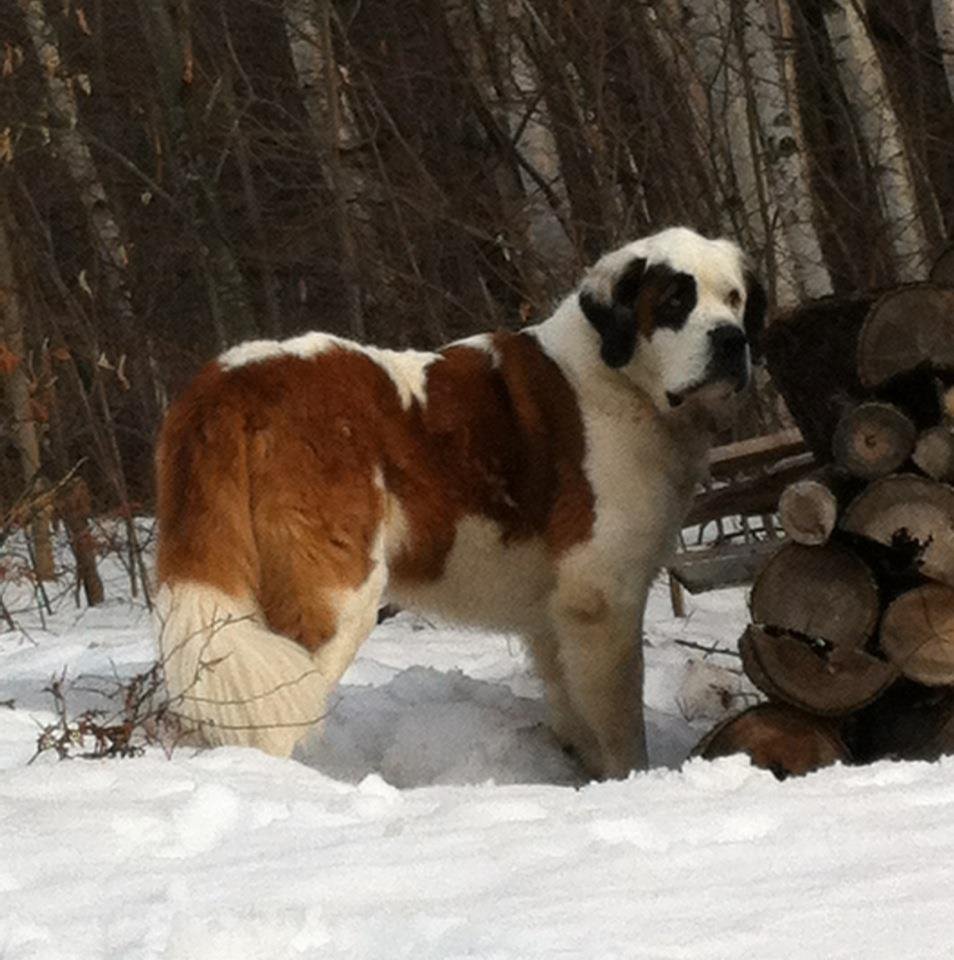 Patrick Roy's album, Betsy