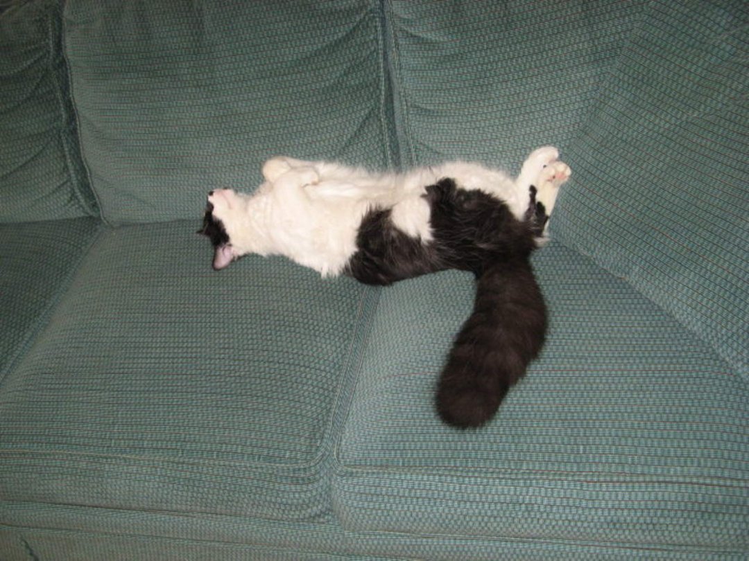 William Yost's album, fluff