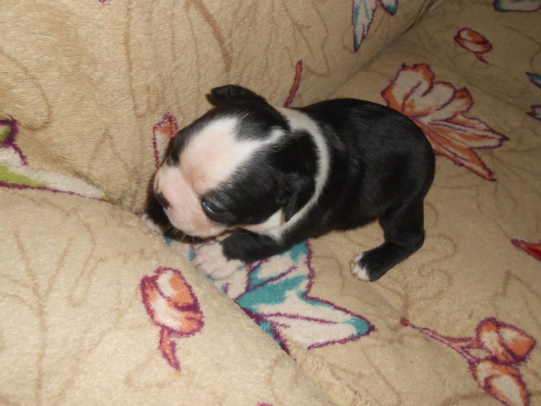 Denise Clark's album, New Babies